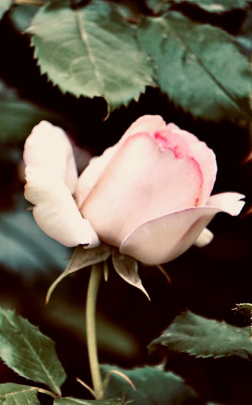 Základová fotografie zdarma na téma bílá růže, botanický, detail
