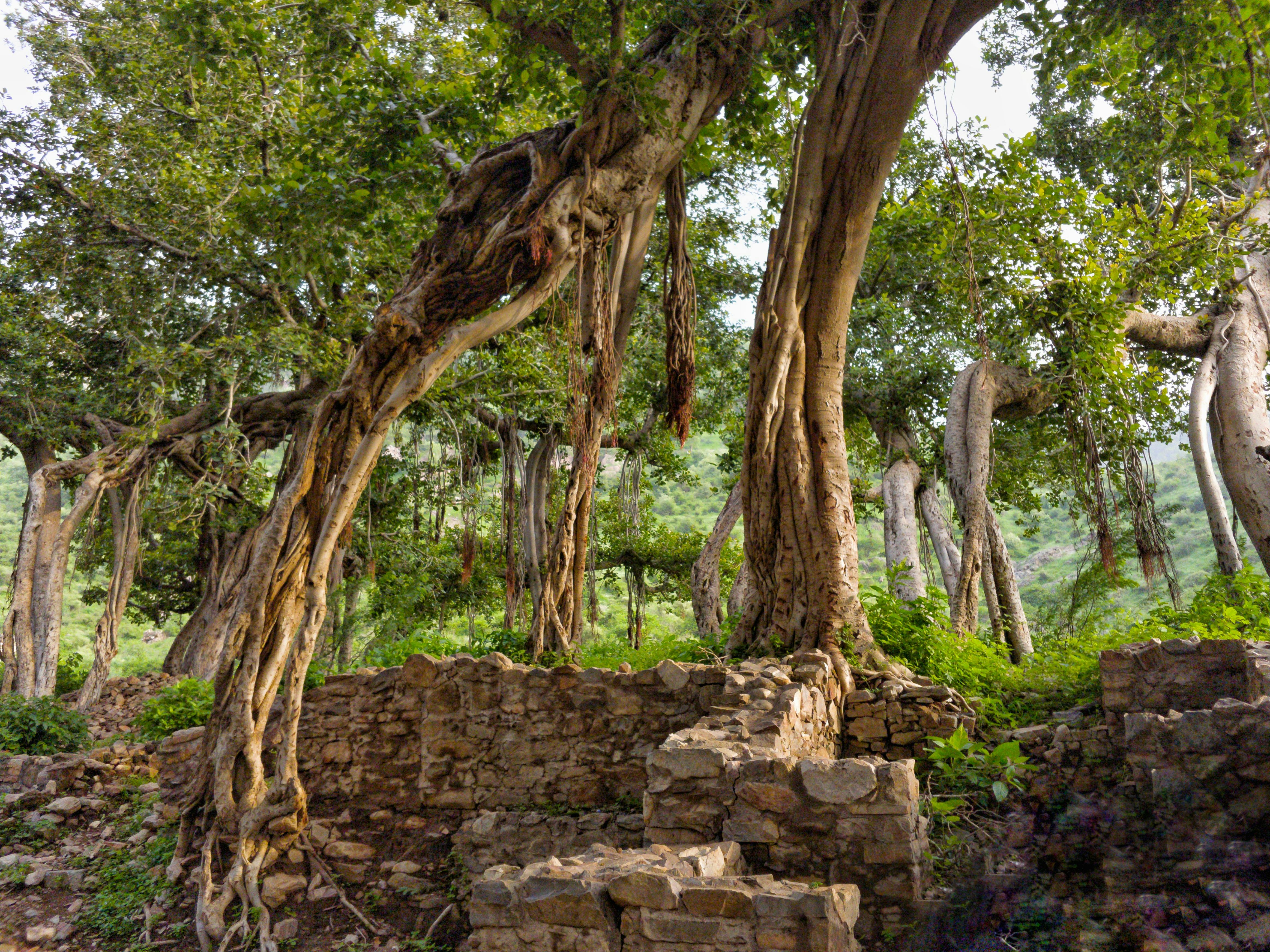 ジャングル バンヤンツリー 幽霊のような木の無料の写真素材
