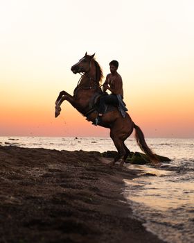 Prancing Arabian Horse