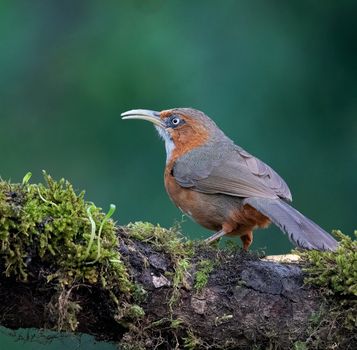 A Rusty Cheeked Scimitar Babbler on a Log