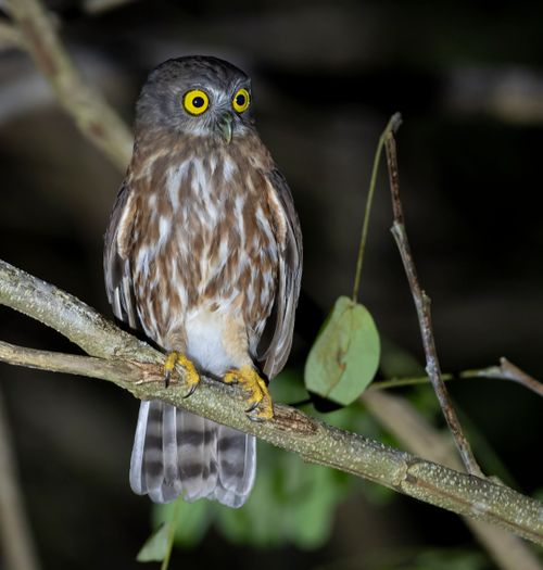Free Close-up of a wild owl with striking yellow eyes, perched on a branch in the night. Stock Photo