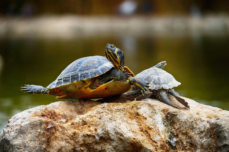 Turtles On A Rock