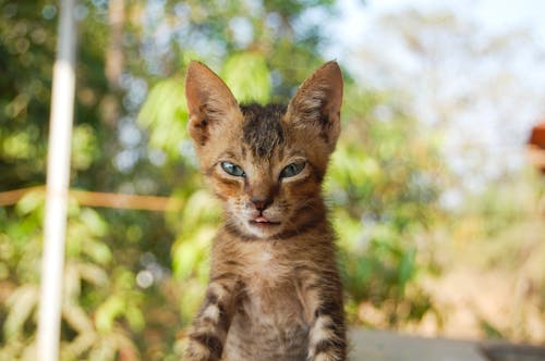 бесплатная Селективный фокус фотографии полосатого котенка Стоковое фото