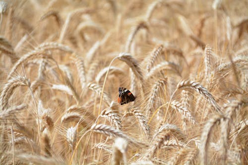 Ảnh lưu trữ miễn phí về cánh đồng lúa mì, Con bướm, độ sâu trường ảnh