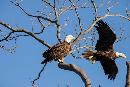 Immagine gratuita di albero nudo, animali, animali selvatici