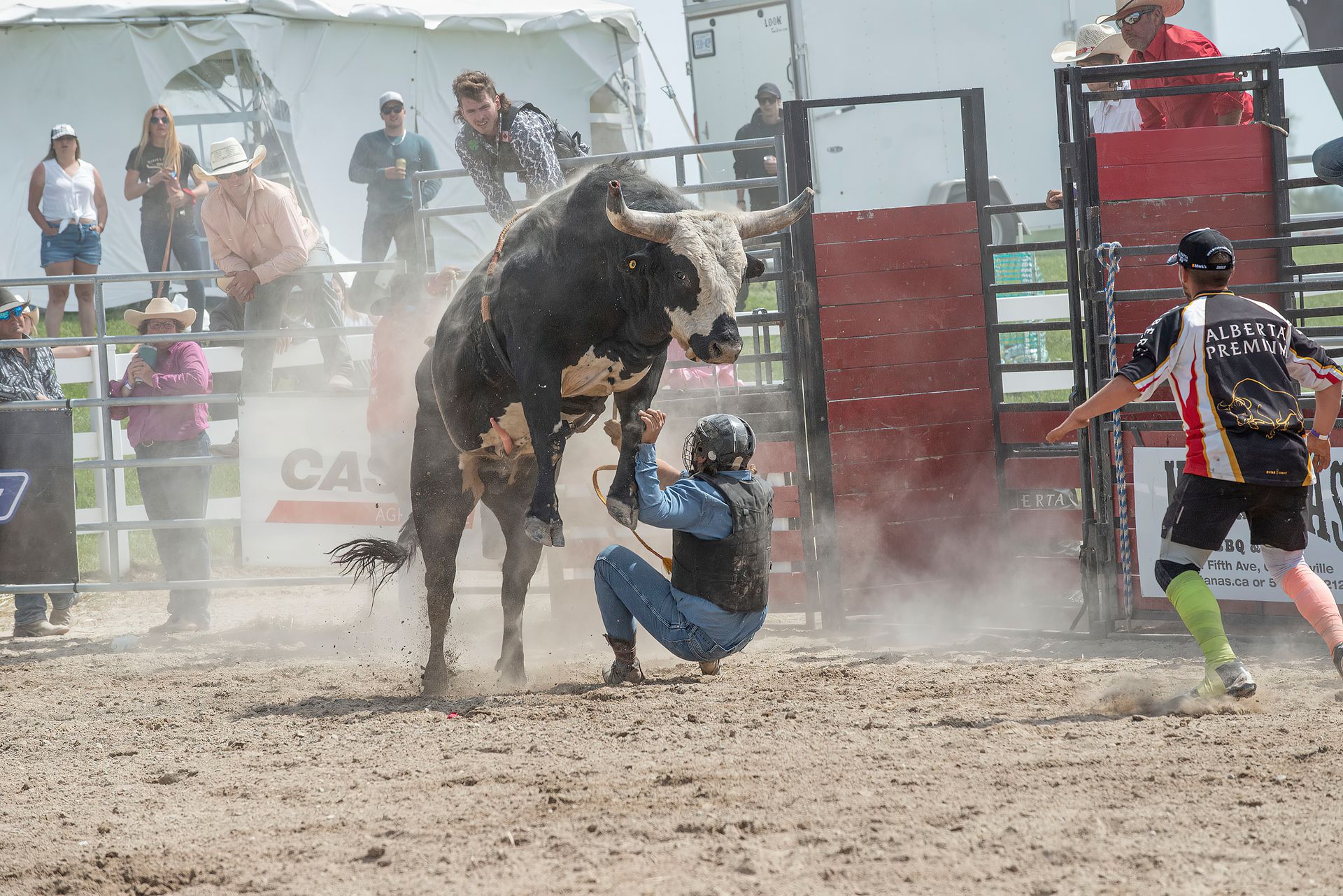 Jumping Bull during Corrida