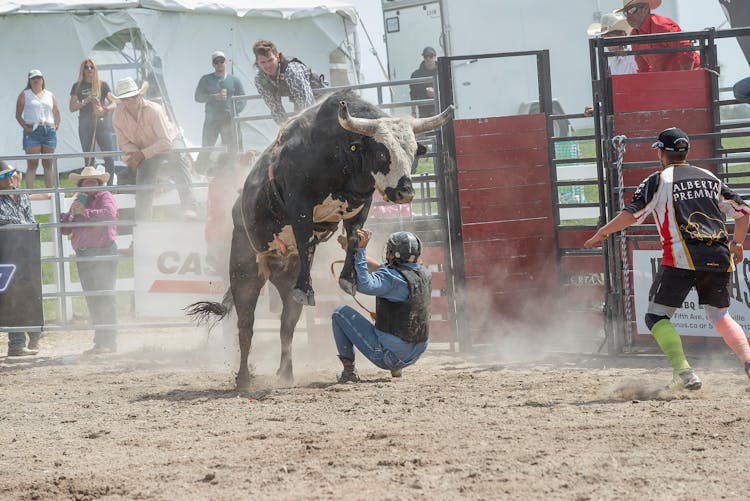 Jumping Bull During Corrida