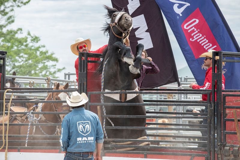Cowboys with rodeo horses ready to perform at an outdoor arena