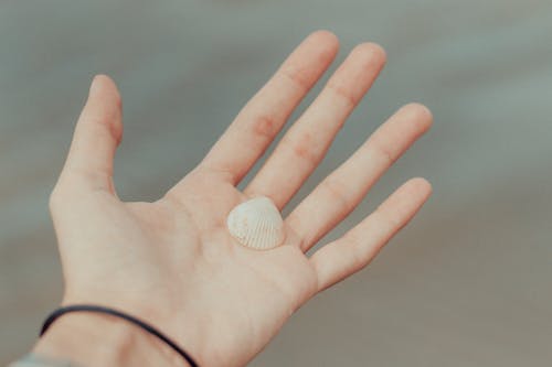 Seashell on a Person's Hand