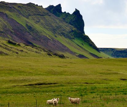 A picturesque view of sheep grazing in the vibrant green fields of Iceland.