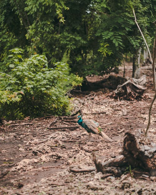 A Peafowl in the Wild