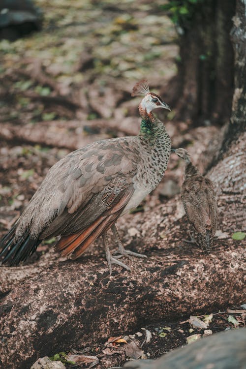 Photograph of a Peafowl