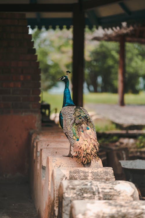 A Blue Peacock on Brown Concrete Fence