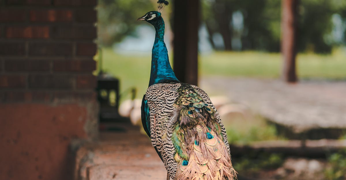 How to draw a peacock with open feathers realistic