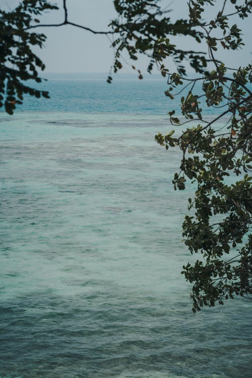 나뭇잎, 바다, 수역의 무료 스톡 사진