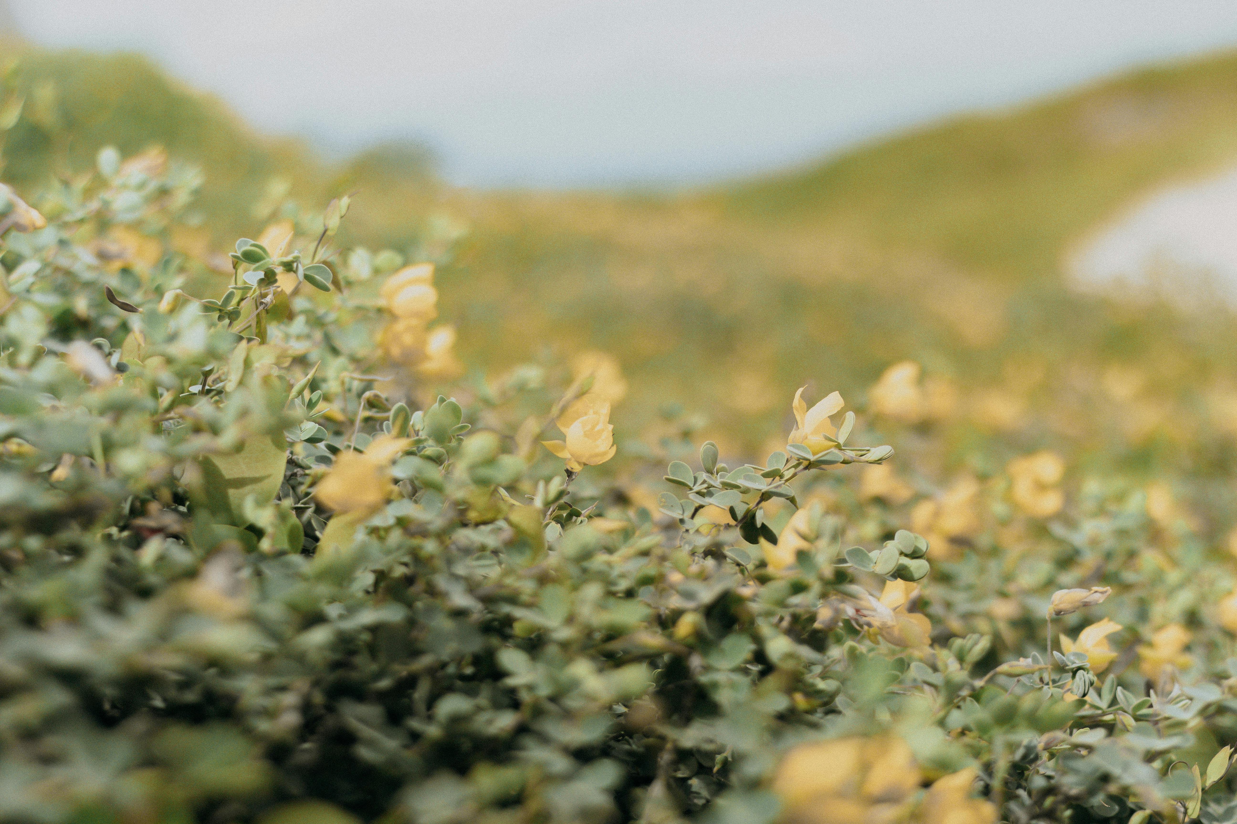 Vue panoramique de Monaco