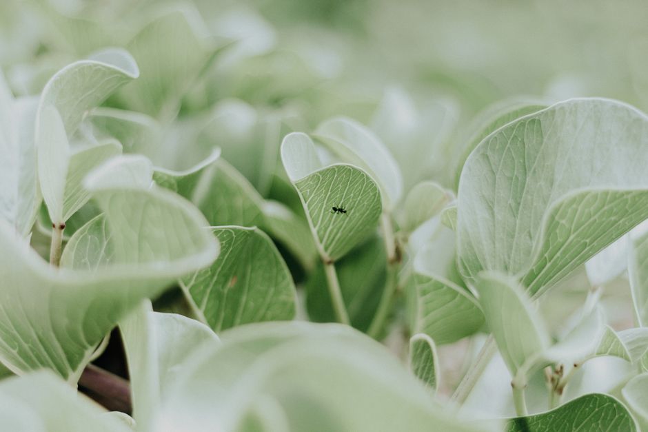 Ant navigating on vibrant green leaves in a lush outdoor setting, capturing natural beauty in detail.