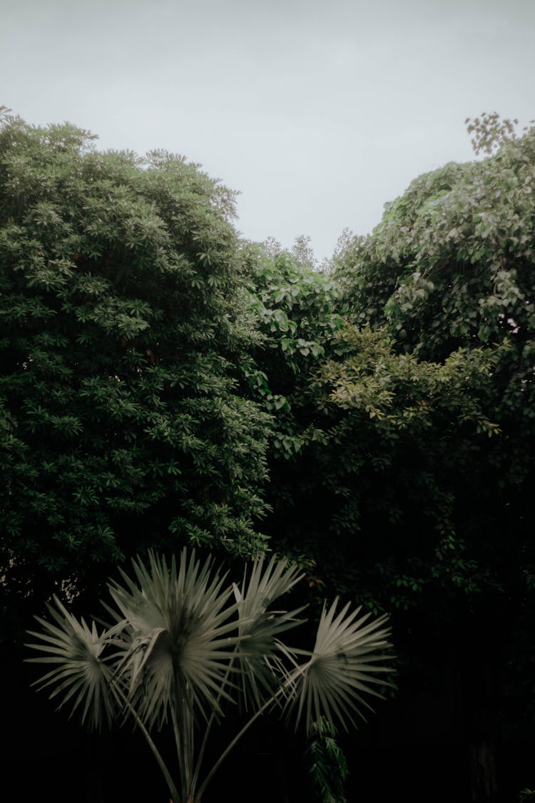 Bismarck Palm Against Green Trees