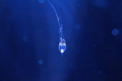 Безкоштовне стокове фото на тему «водна тварина, медуза, під водою» стокове фото