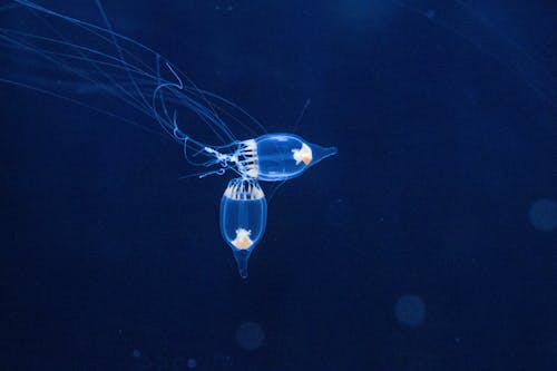grátis Foto profissional grátis de água-viva, embaixo da água, fechar-se Foto profissional