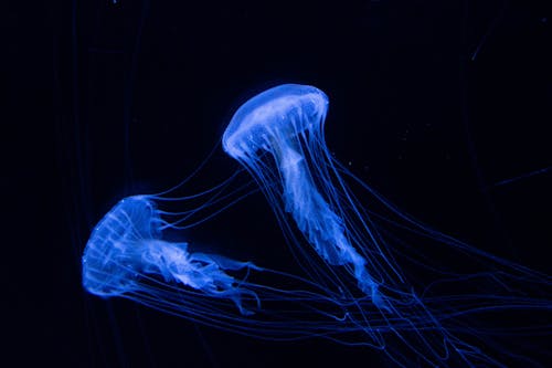 Jellyfish Underwater