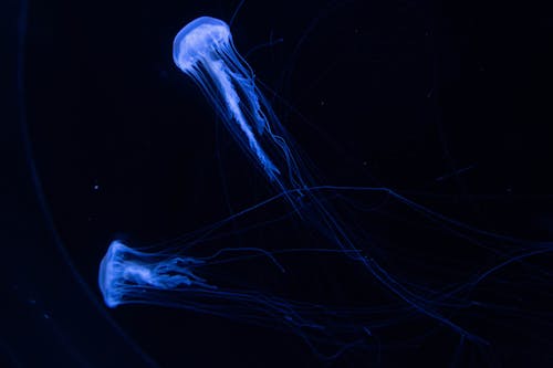 Ilmainen kuvapankkikuva tunnisteilla eläinkuvaus, meduusa, vedenalainen