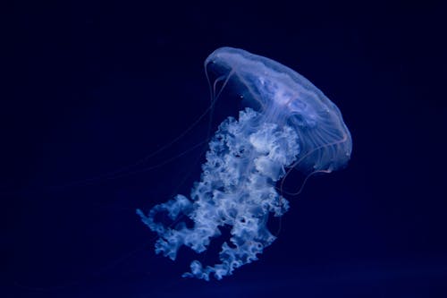 Immagine gratuita di fotografia subacquea, galleggiante, medusa
