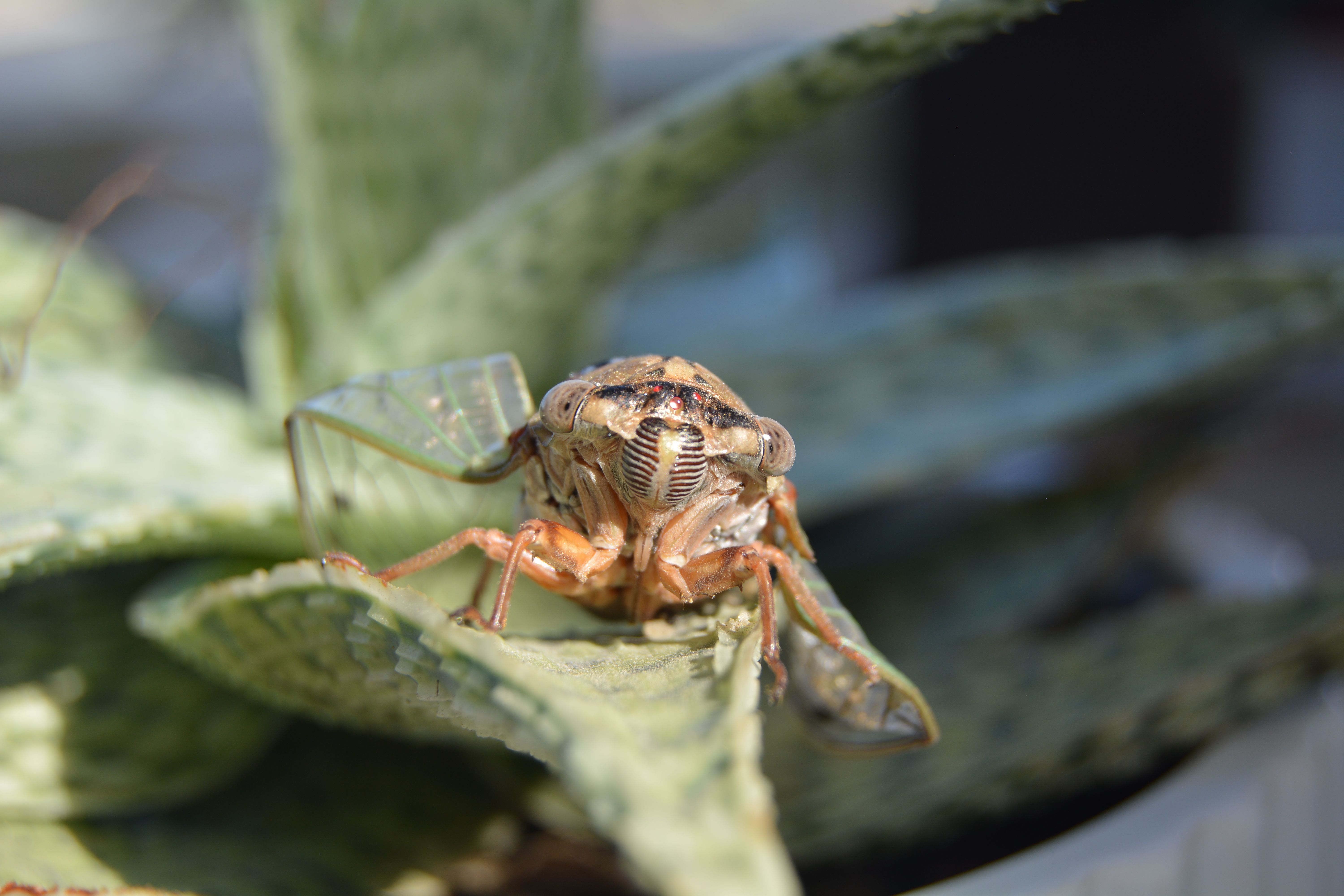 A Brown Insect on Green Leaf in Close-up Shot · Free Stock Photo