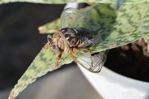Kostnadsfri bild av cikada, insekt, insektsfotografering