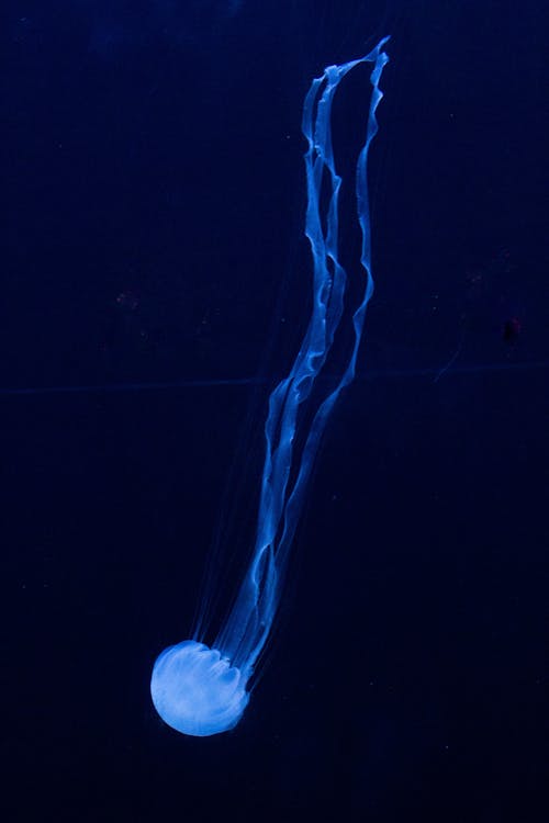 Underwater Photography of Jellyfish Diving 