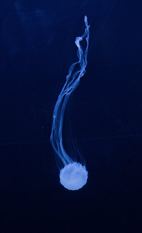 A Jellyfish Underwater