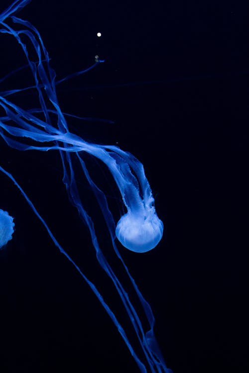 Jellyfish