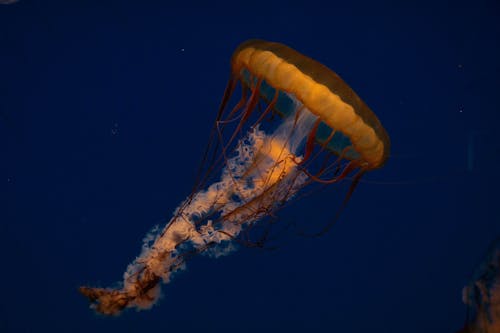 Jellyfish