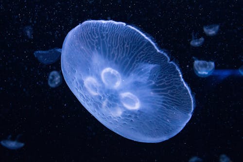 Jellyfish