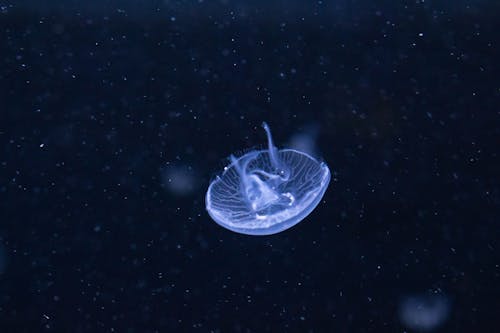 Jellyfish