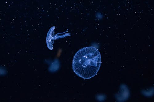 Jellyfish