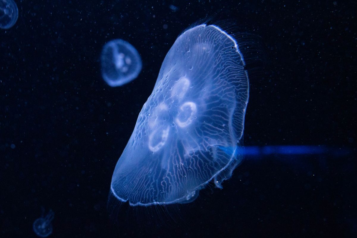 A mesmerizing jellyfish gracefully glides through the dark underwater depths, radiating a calming blue glow.
