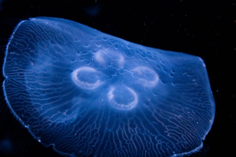 A Jellyfish Underwater