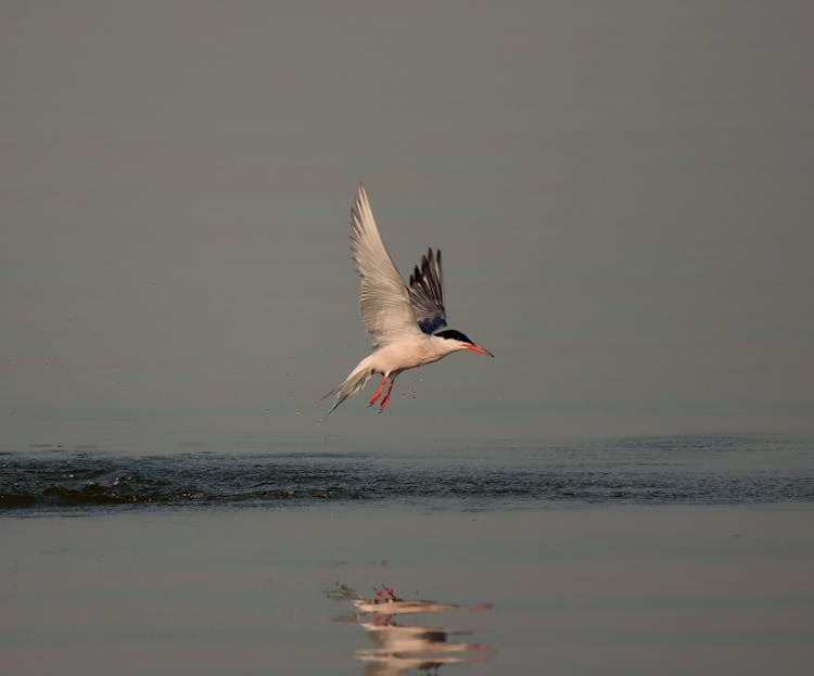 A Common Tern Bird Flying Over The Water