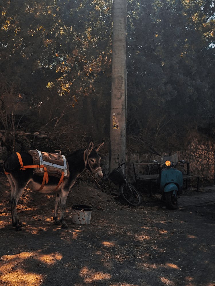 A Brown Donkey With Saddle Near A Motorbike