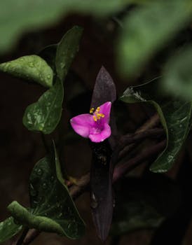 Detailed shot of a pink flower and dark leaves with raindrops, providing an exotic tropical feel.