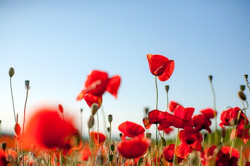 清澈的蓝天, 田, 紅色的花朵 的 免费素材图片