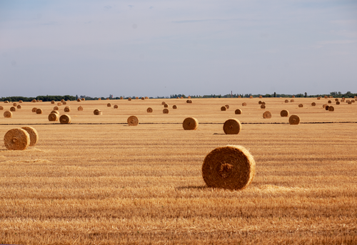 Free A picturesque view of hay bales scattered across a golden fields under a clear sky. Stock Photo