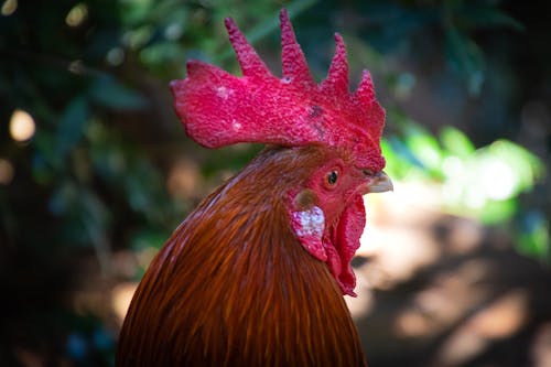 Red Rooster in Focus Photography