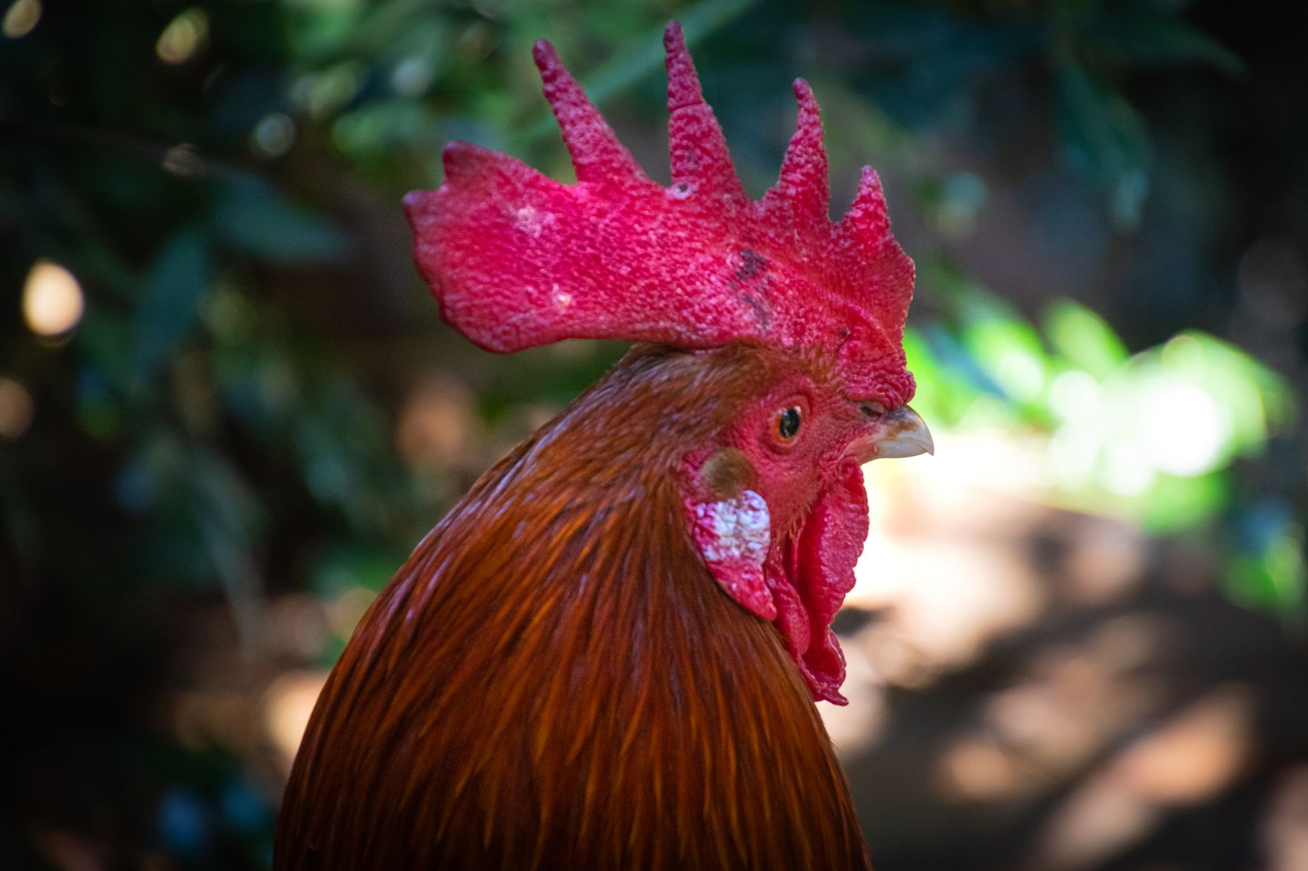 Colorful rooster head with vivid red crest in natural outdoor farm setting.