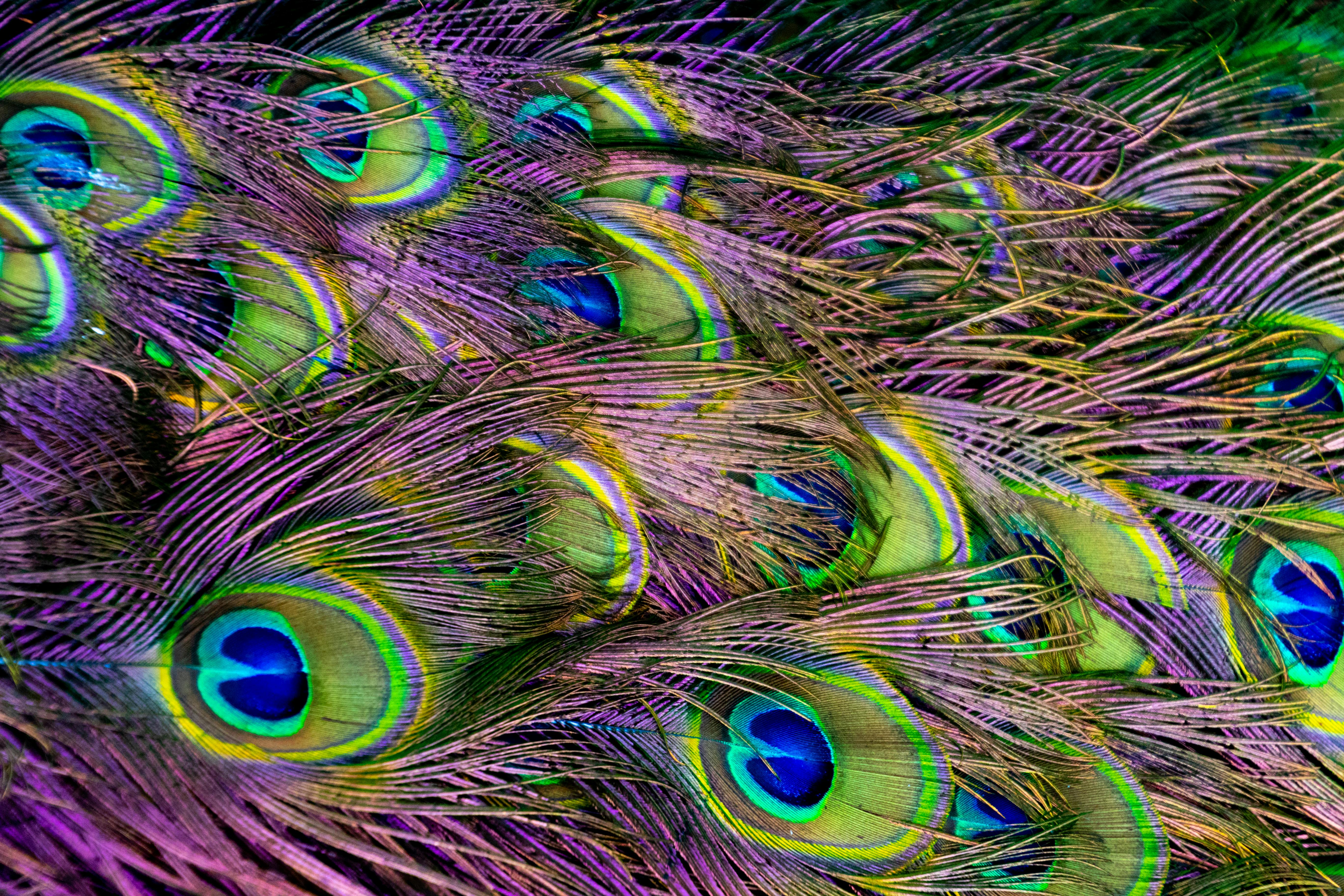 Close-up of a colorful peacock feather. Feathers, wonderful plume objects,  are meant for protection, flying, insulation of the peacock bird. The  peacock feather is also very decorative. Stock Photo | Adobe Stock