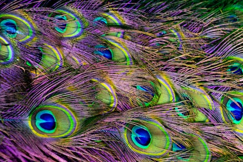 Green, Purple, and Blue Peacock Feather Digital Wallpaper