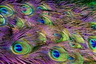 孔雀羽毛的彩色特写，生动展现了其细致的图案与鲜艳的色彩