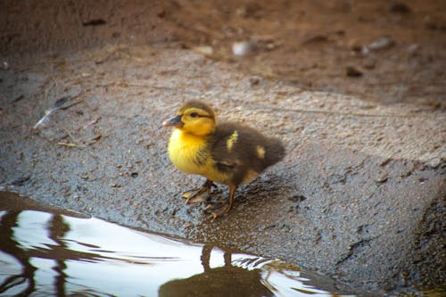 Yellow and Brown Duckling Near Body of Water