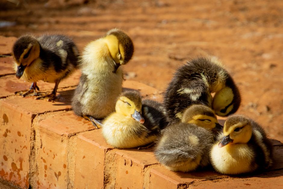 Cute group of baby ducklings relaxing on a sunlit brick outdoors, in a warm natural setting.